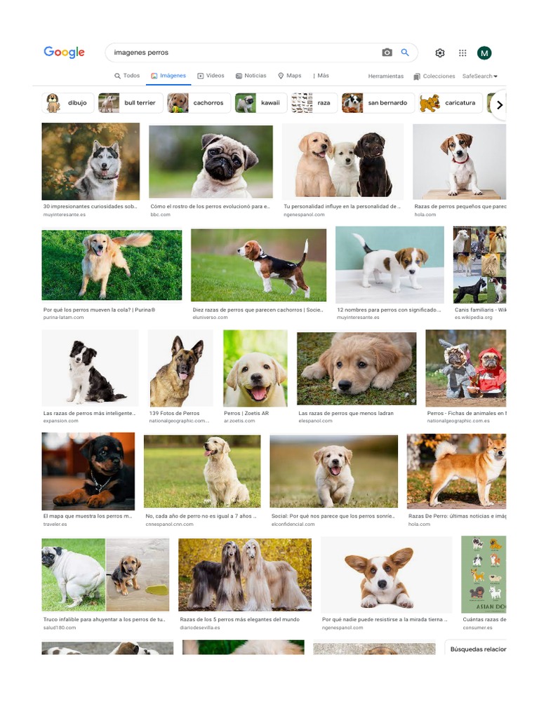 Imagenes Perros - Búsqueda de Google | PDF | Razas | Perros como mascotas, image size:768x1024