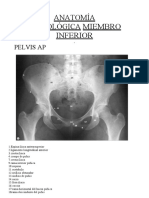 Anatomia Radiologica 2 Hoy