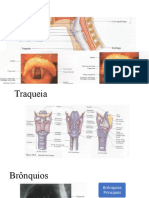 Anatomia - Sistema Respiratório - Seminário Residencia