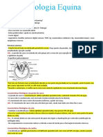 Podologia Equina