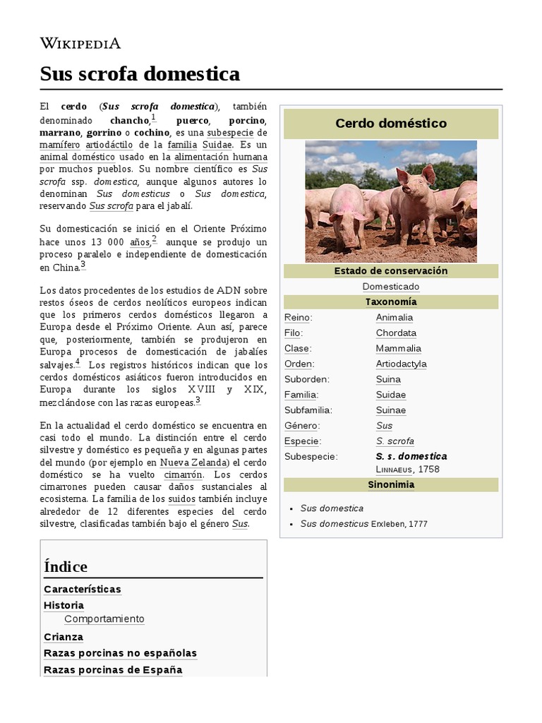 Sus Scrofa Domestica | PDF | Cerdo doméstico | Zoología, image size:768x1024
