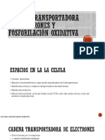 Cadena Transportadora de Electrones y Fosforilación Oxidativa