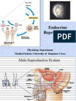 Endocrine Reproduction of Male: Physiology Department Medical School, University of Sumatera Utara