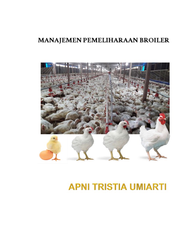 Manajemen Pemeliharaan Broiler | PDF