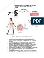 Niveles organización cuerpo