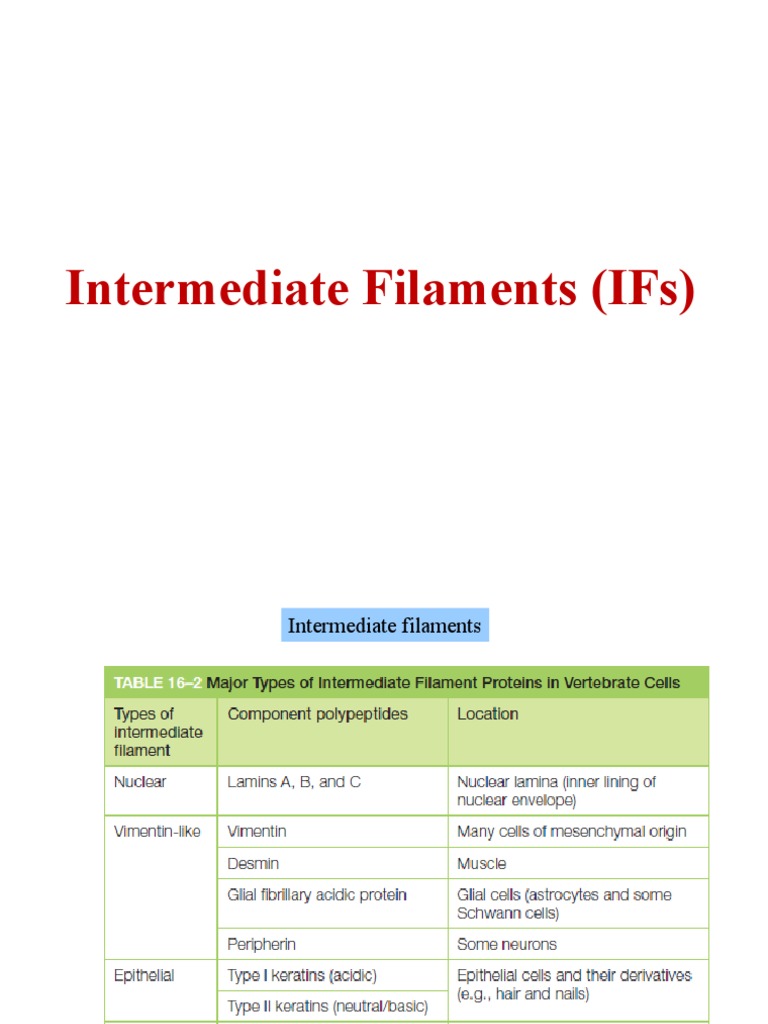 Intermediate Filaments (Ifs) | PDF | Axon | Cell Nucleus