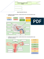 LKPD Organ Reproduksi Manusia