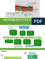 Membrana Celular