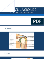 Articulaciones Concavas - Convexas