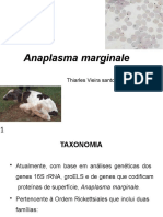 Anaplasmose bovina: agente, transmissão e controle