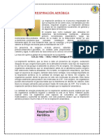 Respiración aeróbica: proceso vital para la mayoría de seres vivos