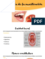 Fisiología de La masticación-ATM 2