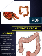 Anatomía y fisiopatología del apéndice cecal