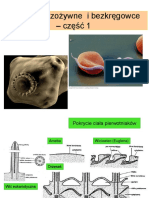 Protisty I Bezkregowce Czesc1
