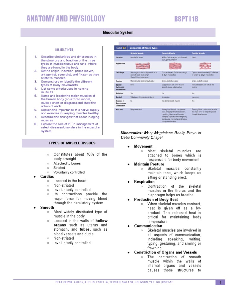 Overview of the Muscular System | PDF | Thumb | Hand