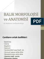 Balik Morofolojisi Ve Anatomisi 87539