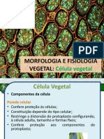 Morfologia e fisiologia vegetal: componentes da célula vegetal