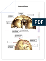 Huesos Del Cráneo Anatomia