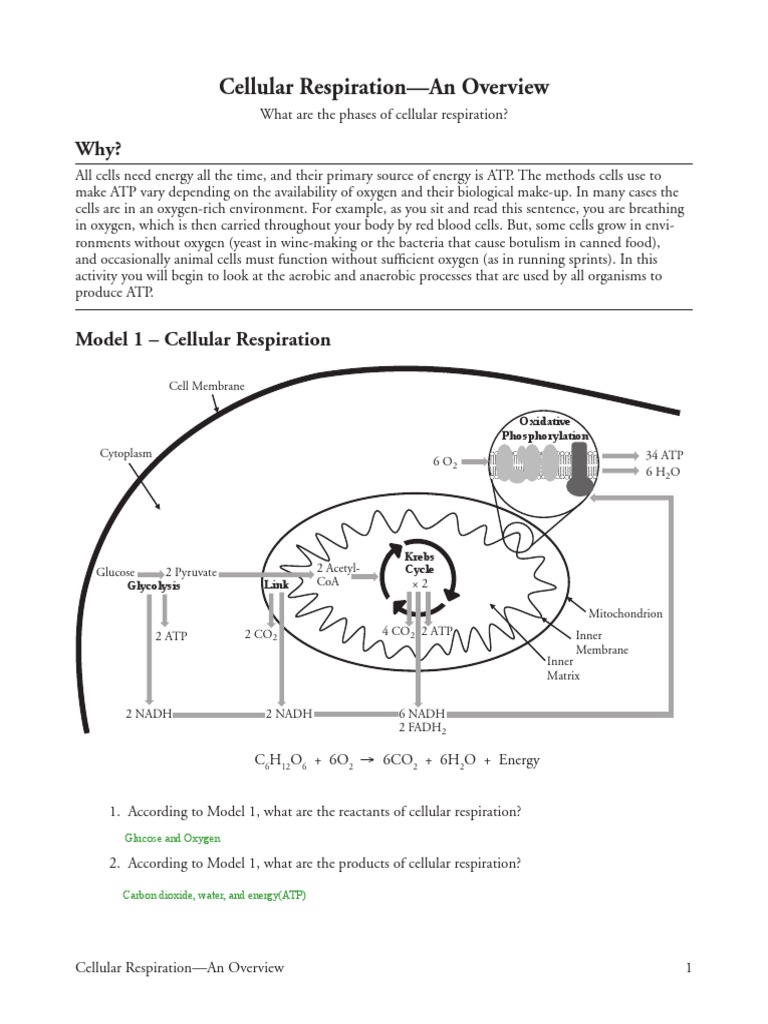 Cellular Respiration Pogil PDF Cellular Respiration Adenosine