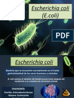 Escherichia Coli TERMINAR