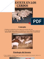 Tema 11. El Destete en Los Cerdos