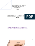 Praktikum Anatomi On Line Sistem Reproduksi Psik Blok 2 2021