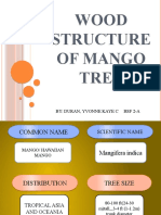 Wood Structure of Mango Tree