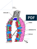 Phylum Porifera Activity