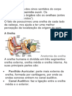 Anatomia da audição