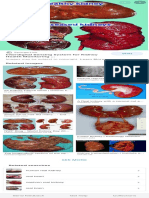 Kidney Answer Key Gizmo