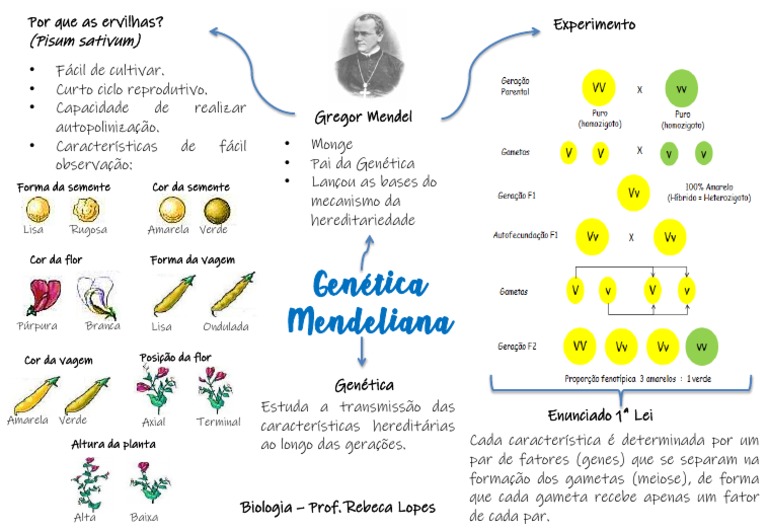 Mapa Mental da 1ª Lei de Mendel | PDF