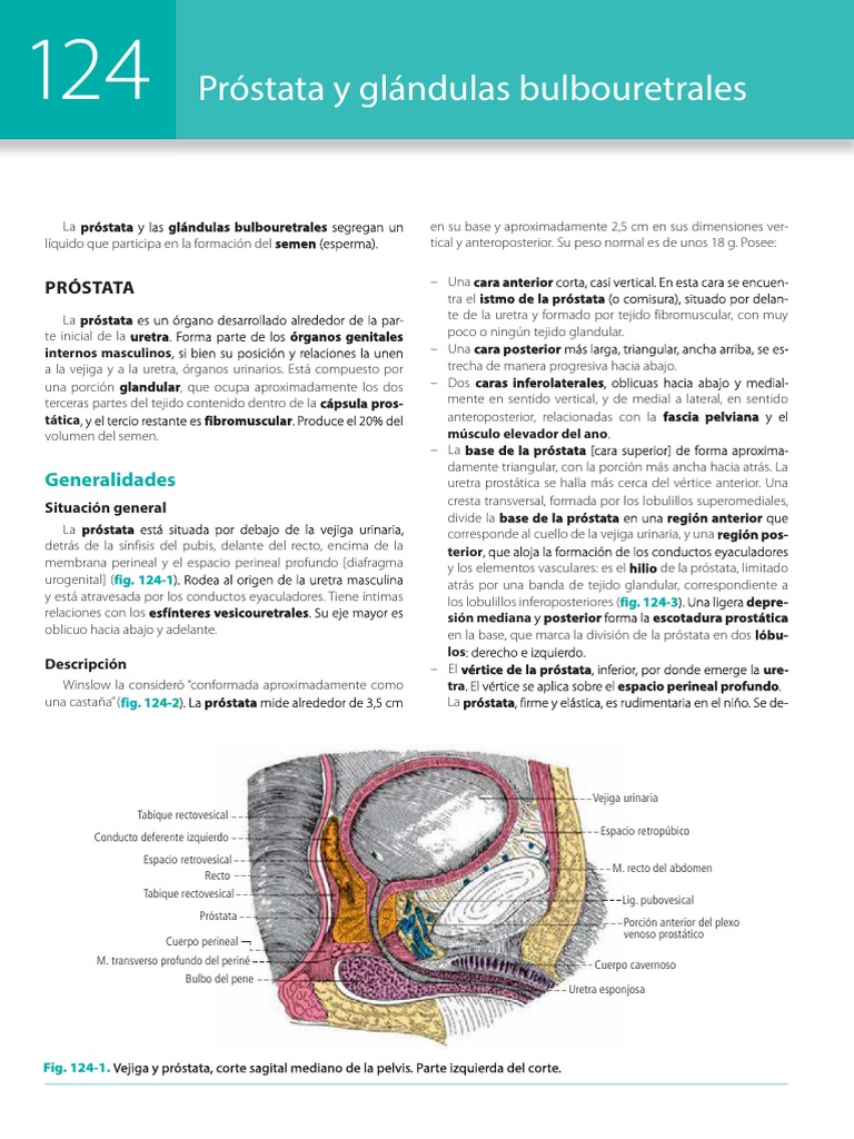 Latarjet Ruiz Liard Anatomia Humana 5a Edicion T2 Pdf Vejiga