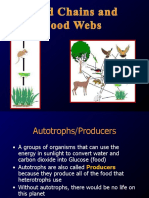 Food Chain and Food Web