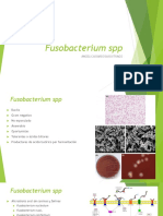 Fusobacterium spp: características, patologías y factores de virulencia
