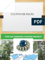 Cultivo de palto: requisitos y propagación