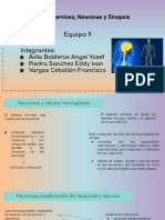 Sistema Nervioso, Neuronas y Sinapsis