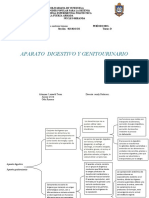 Aparato digestivo y genitourinario