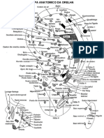 Mapa Anatomico Da Orelha PDF