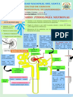 Semana 14 - Infografía de La Fisiología Nefronal - Ruiz Saavedra Yomira Yulissa - Ciclo II - Ep Enfermería