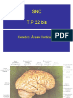 sistema nervioso CEREBRO areas corticales (1)