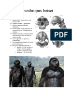 Paranthropus Boisei