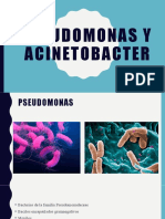 Pseudomonas y Acinetobacter, bacterias oportunistas