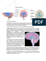 Bases Biologicas Preguntas