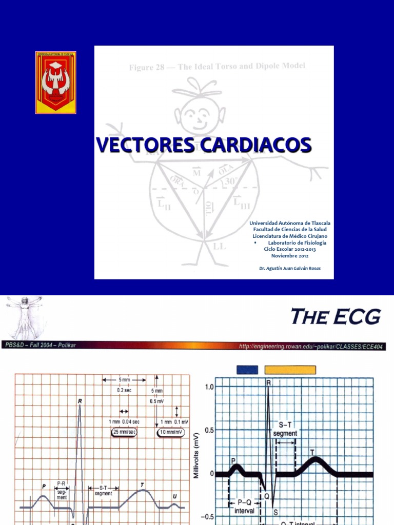 Vectores Cardiacos Vers 2 | PDF | Electrocardiografia | Especialidades ...