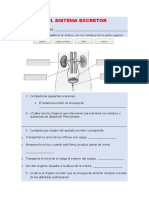 Ficha de Trabajo Sistema Excretor