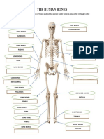 Abegail Repuyo Olaguer - THE HUMAN BONES