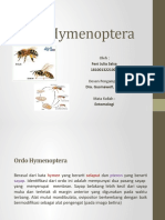 Ordo Hymenoptera
