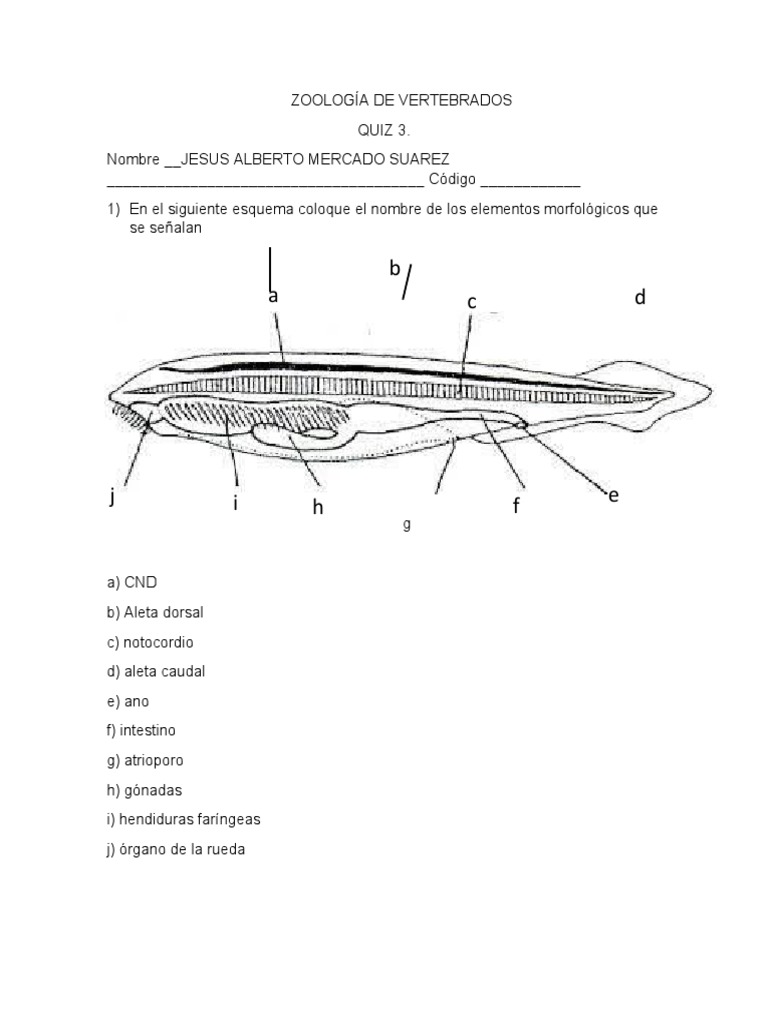 Anatomía y Morfología de Lampreas y Anfioxos | PDF | Zoología | Anatomía, image size:768x1024