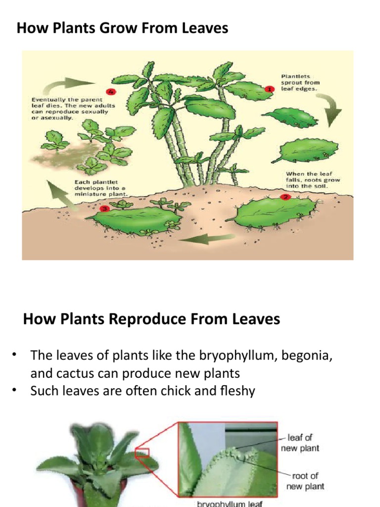 How Plants Grow From Leaves PDF