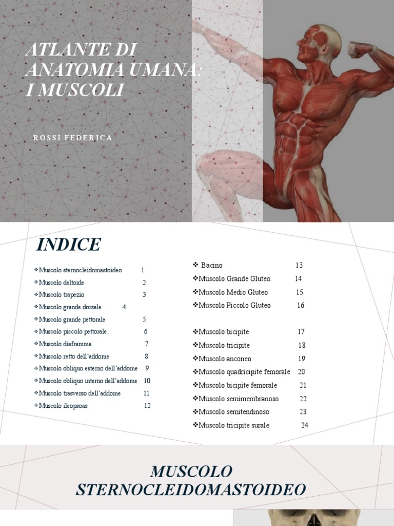 Atlante Di Anatomia Umana PDF